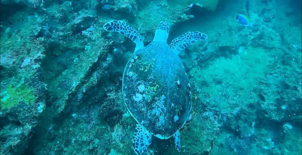 Nilaveli Beach - Snorkeling Best Beaches in Sri Lanka - Nilaveli Beach - Snorkeling